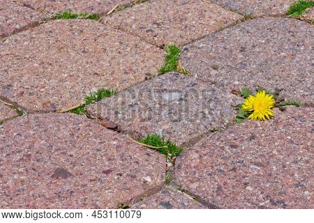 Pavement Tiles Cobblestone With Spring Dandelion Flower Growing From Close Up Background Texture Pho