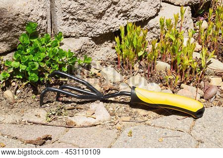 Spring Garden Close Up Photo With Green Plant Sprouts Growing From Decorative Landscape Rocks And Ha