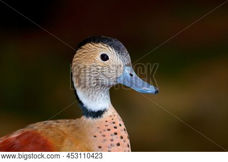 Portrait of a ringed teal (Callonetta leucophrys), Argentina
