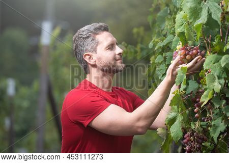 Grape Farmer Cutting Grapes. Gardening, Farming Concept. Winemaker Cuts Twigs. Man Cut Grapes With G