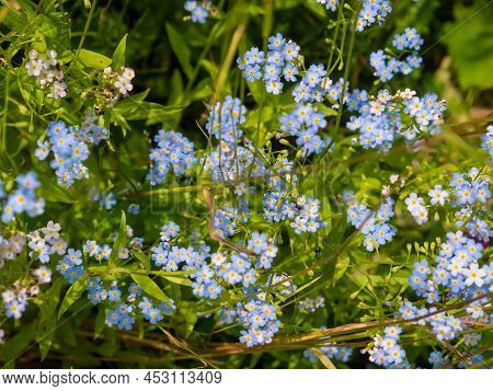 Close Up Wild Forget-me-not, Myosotis. Background Of Fresh Blue Flowers And Green Leaves In A Summer
