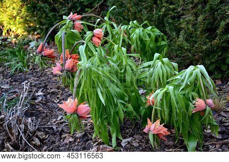 Large Perennials With Red Bells Flowers Along With A Yellow Narcissus Flower In A Bark Mulched Flowe