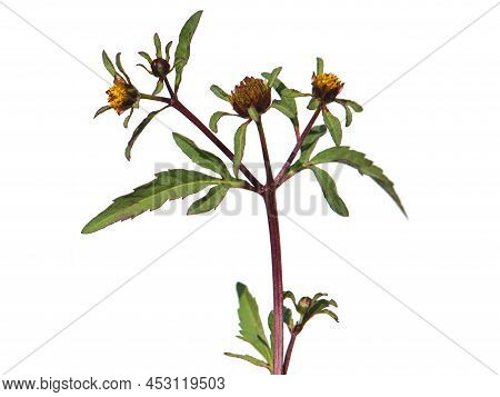 Devil's Beggarticks Flower Isolated On White, Bidens Frondosa