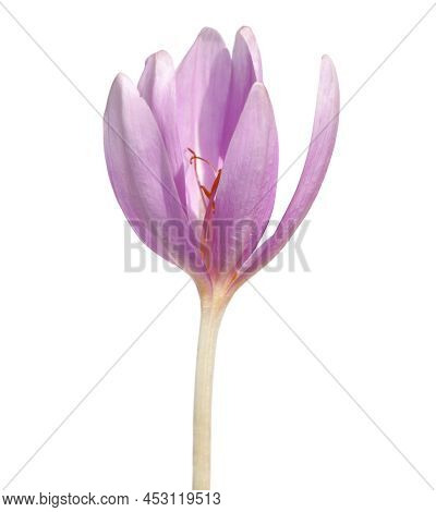 Single Flower Of Autumn Crocus Isolated On White, Colchicum Autumnale