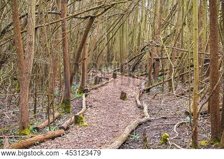Trail Through A Wood Around Cotswolds In England