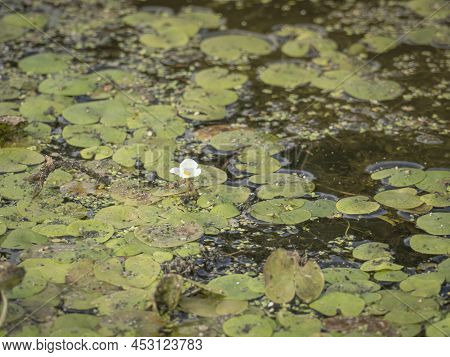 Hydrocharis Blooms On An Overgrown Forest Lake