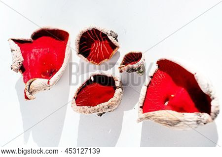 Sarcoscypha austriaca or Sarcoscypha coccinea isolated