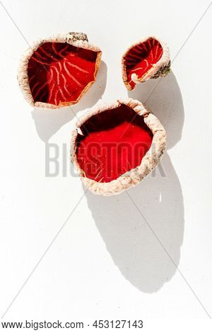 Sarcoscypha austriaca or Sarcoscypha coccinea isolated