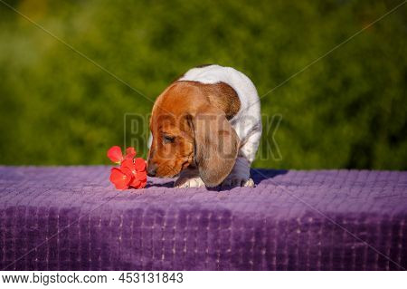 Small Daschund Puppy On Table Outdoors With Yellow Flower