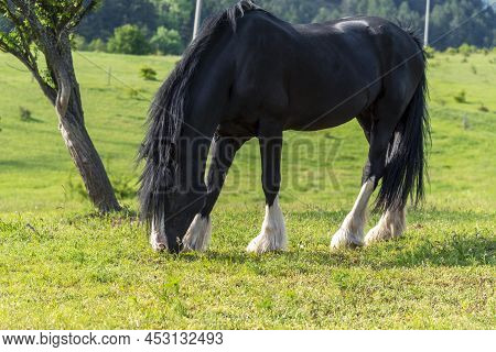 Beautiful Black Horse Grazing In A Meadow In Spring.