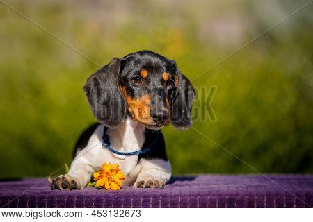 Small Daschund Puppy On Table Outdoors With Yellow Flower