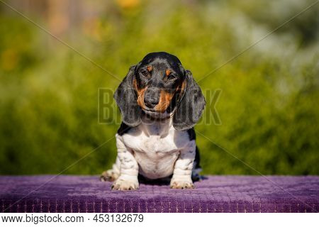 Small Daschund Puppy On Table Outdoors With Yellow Flower