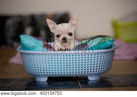 Small Young Chiwawa Dog In Funny Basket