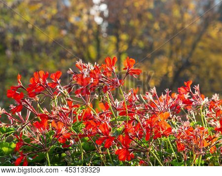 Red Blossom Of Pelargonium Flowers (geraniums, Pelargoniums, Or Storksbills) Close Up, Warm Sunlight