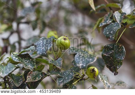 Wild Pear With Infected Leaves. Disease On The Leaves Of A Pear. Septoria Pear - Small Gray Spots Wi