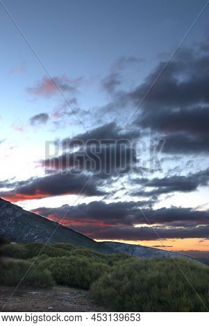 Cytisus Oromediterraneus, Piornos In The Port Of Honduras At Sunset Vertically In Winter
