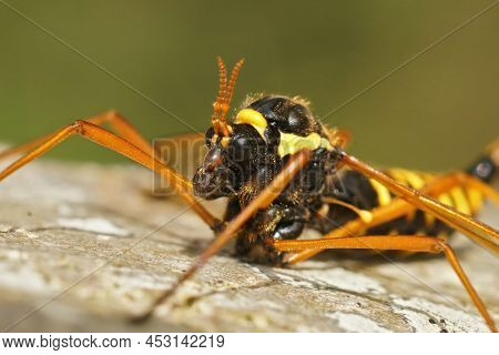 Frontal Closeup On The Head Of A Rather Large And Colorful Crane Fly, Ctenophora Flaveolata, Sitting