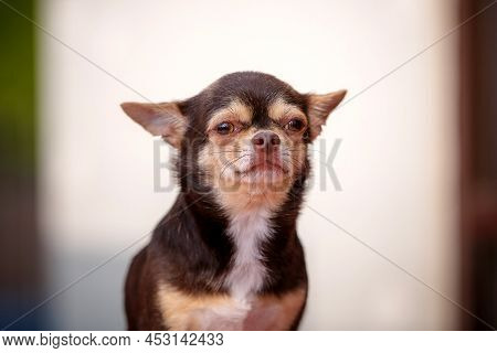 Old Smart Chiwawa Dog Close Up Portrait