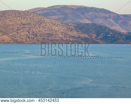 Mussel Farming At Butrint Lake, Ksamil - Albania.