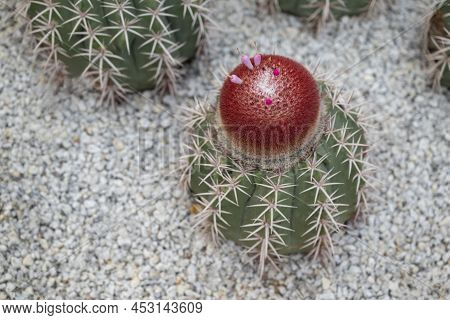 Close-up Of Melocactus With Wool Or Bristles In Red-brown And Small Pink Flowers On The Top. Ornamen