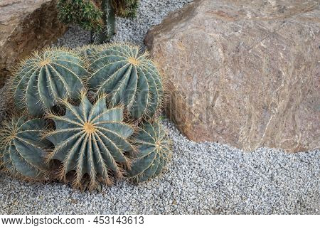 Parodia Cactus (eriocactus), A Clumping Of Succulent Plants With Green Stems, Round-shaped, And Shar