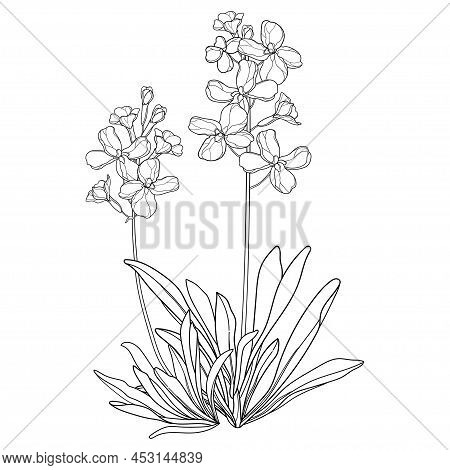 Bouquet With Outline Matthiola Or Brompton Stock Flower, Bud And Leaves In Black Isolated On White B