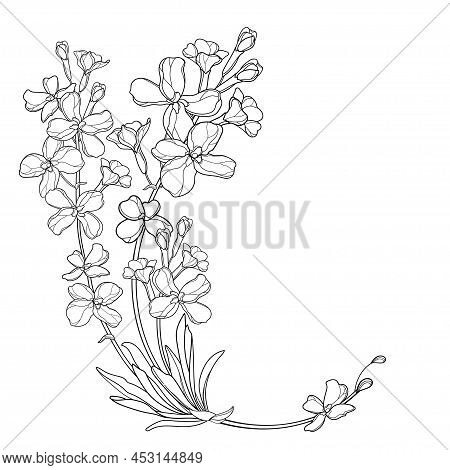 Corner Bouquet With Outline Matthiola Or Brompton Stock Flower, Bud And Leaves In Black Isolated On 