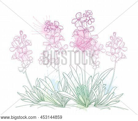 Bunch With Outline Pastel Pink Matthiola Or Brompton Stock Flower, Bud And Leaves Isolated On White 