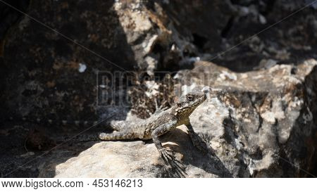 Stellagama On The Rocks In Israel Close-up. The Brightly Lit By The Sun Lizard On Stones