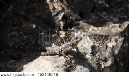 Stellagama On The Rocks In Israel Close-up. The Brightly Lit By The Sun Lizard On Stones