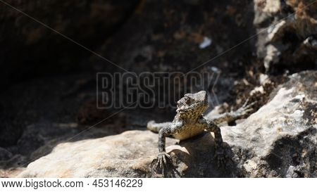 Stellagama On The Rocks In Israel Close-up. The Brightly Lit By The Sun Lizard On Stones