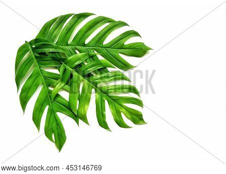 Monstera Adansonii Or Jungle Monsters Leaves On Isolated White Background