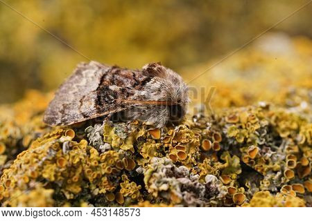 Closeup On A Nut-tree Tussock Moth, Colocasia Coryli Sitting On A Yellow Lichen Covered Wood In The 