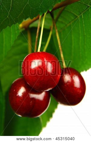 Oscuras cerezas
