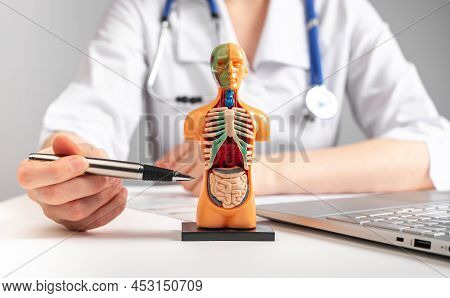 Doctor Showing Internal Organs In 3d Human Model. Woman With Stethoscope In Lab Coat Sitting At Tabl