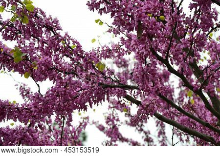 Cercis Siliquastrum Blooming Tree. Pink Flowers Background. Judas Tree Branches In Pink Blossom. Bea