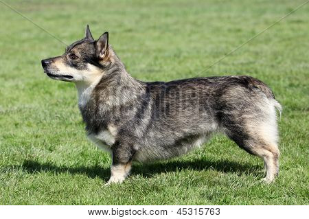 Švédský Vallhund