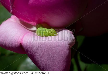 Green Cabbage Looper Caterpillar Crawling On Pink Rose Blossom