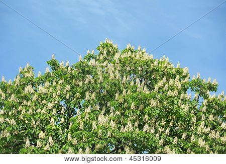 Flor de primavera floreciente Castaño (Castanea sativa)