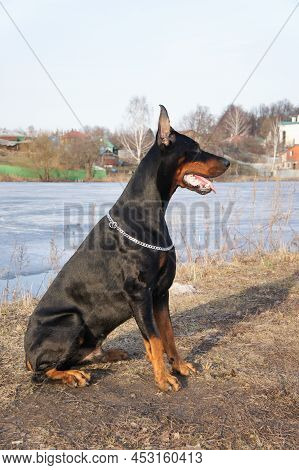 Portrait Of A Magnificent Doberman. Doberman With Cropped Ears. Large Powerful Doberman Male