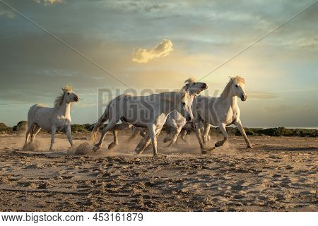 White Horses Are Walking In The Sand All Over The Landskape  Of Camargue, South Of France