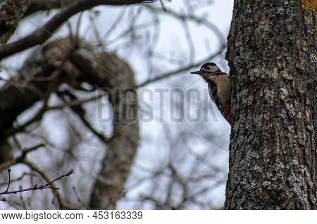 Verticale Low Angle Shot Of Great Spotted Woodpecker (dendrocopos Major)