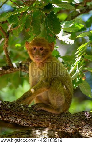 Vertical Close-up Shot Of A Young Barbary Macaque (macaca Sylvanus)
