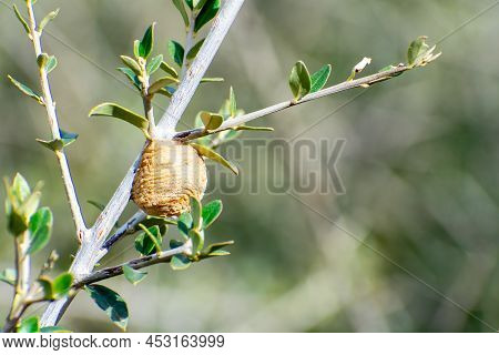 Close Up Shot Of A Mantis Eggs Ootheca On An On A Tree