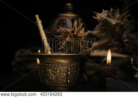 Stramonium Plant, Also Called Burundanga. Consciousness-erasing Plant.