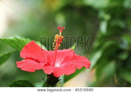 punainen hibiscus