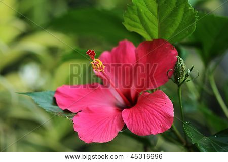 punainen hibiscus