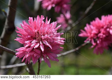Amygdalus Persica Blossoms. Rosaceae Deciduous Tree. The Deep Red Double Flowers Bloom From Late Mar