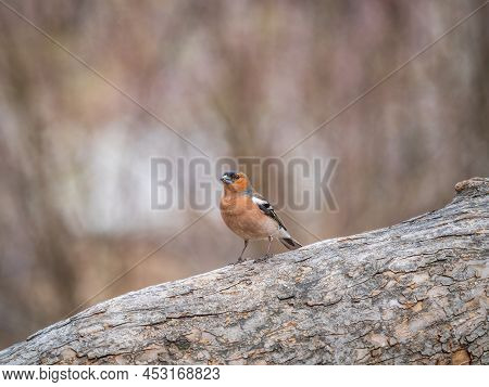 Common Chaffinch, Fringilla Coelebs, Sits On A Tree. Common Chaffinch In Wildlife.