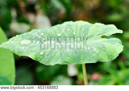 Colocasia Esculenta Midori Sour, Colocasia ,midori Sour Or Colocasia Plant And Dew Drop Or Rain Drop